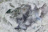 Aquamarine/Morganite Crystal in Albite Crystal Matrix - Pakistan #111365-3